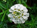 perennial candytuft
